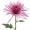 Member's Mark Spider Mums, choose color and stem count
