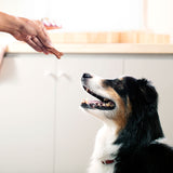 Milk-Bone, Chicken Recipe, Soft & Chewy Dog Snacks, 37 oz
