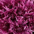 Member's Mark Spider Mums, choose color and stem count