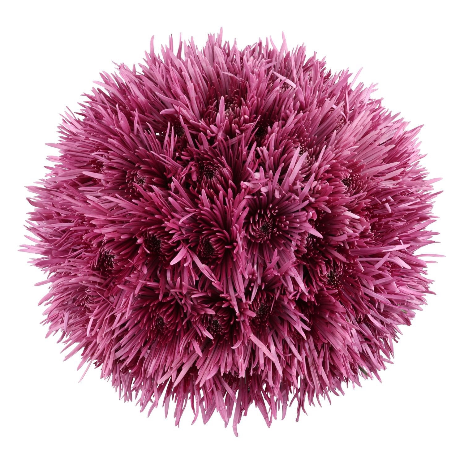 Member's Mark Spider Mums, choose color and stem count