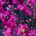 Mystic Magenta Black Diamond Crape Myrtle