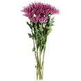 Member's Mark Spider Mums, choose color and stem count