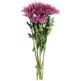 Member's Mark Spider Mums, choose color and stem count