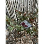 Mystic Magenta Black Diamond Crape Myrtle