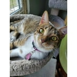 Fresh Step Extreme Clump Multi Cat Clumping Litter with Febreze Freshness, 42 lbs.