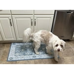 Member's Mark Everwash Washable Accent Rug, 2'x 3'7", Assorted Colors