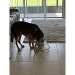 Pedigree Choice Cuts in Gravy Chicken and Beef Variety Adult Wet Dog Food, 3.5 oz., 54 ct.