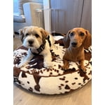 Member's Mark Round Pet Bed, Choose Size and Color