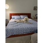 Member's Mark 500-Thread-Count Performance Printed Sheet Set, Assorted Sizes
