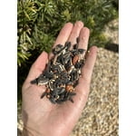 Harvest Seed & Supply Birder's Medley Wild Bird Food, Premium Mix of Bird Seed, 20 lbs.