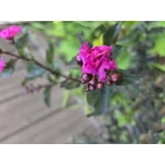 Mystic Magenta Black Diamond Crape Myrtle