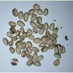 Wonderful Lightly Salted Pistachios, 48 oz.