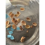 Wonderful Lightly Salted Pistachios, 48 oz.