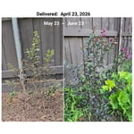 Mystic Magenta Black Diamond Crape Myrtle