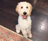 Member's Mark Chicken and Brown Rice Recipe, Dry Dog Food, 35 lbs