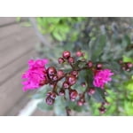 Mystic Magenta Black Diamond Crape Myrtle
