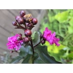 Mystic Magenta Black Diamond Crape Myrtle