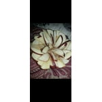 Cosmic Crisp Apples, 4 lbs.