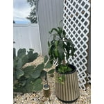 Keter Signature Collection 20" Resin Round Conic Planter